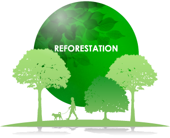 Reforestation